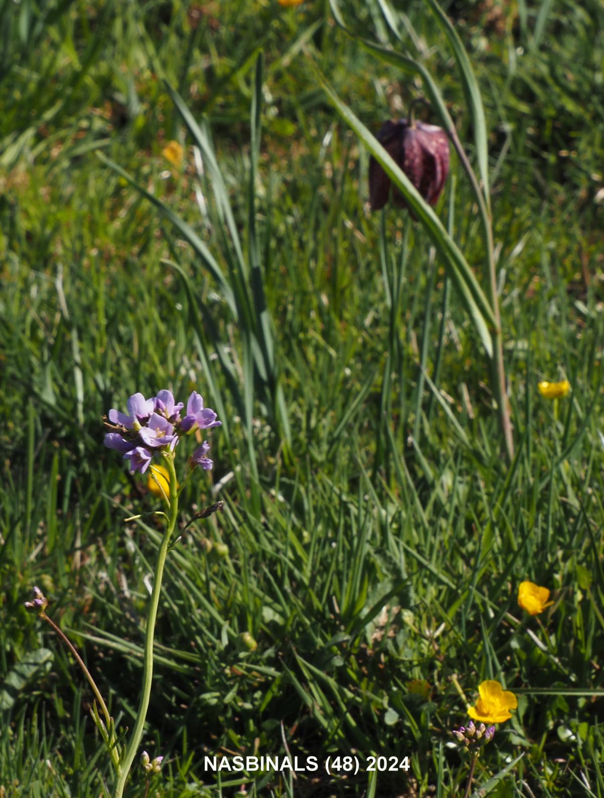 Lady's Smock plant